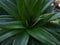 TheÂ pineapple (Ananas comosus) plant, close-up view